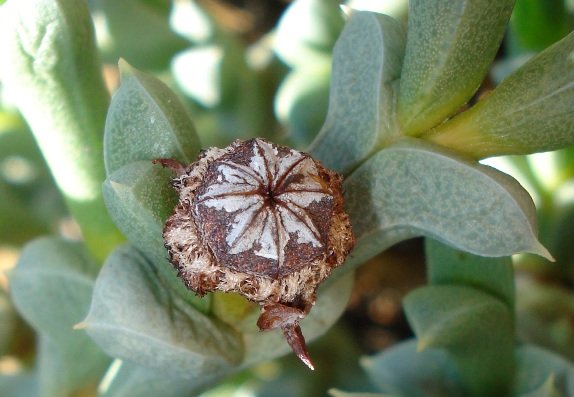 Schlechteranthus albiflorus capsule